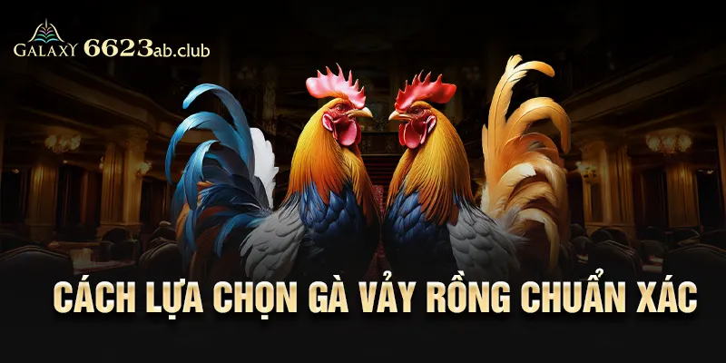 Cách lựa chọn gà vảy rồng chuẩn xác